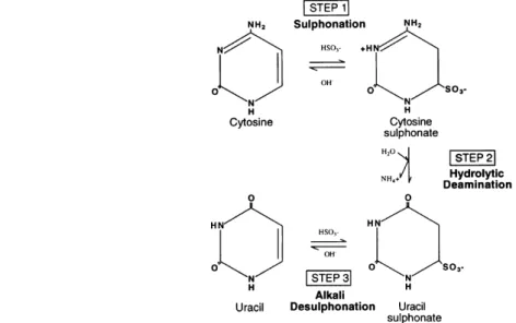 Abbildung  2:   Schematische   Darstellung   der  Bisulfit-Konversion. 2   Die   Umwandlungsreaktion   von   Cytosin   zu   Uracil   durch  Natriumbisulfit   verläuft   in   drei   Schritten   über   eine   A)   Sulfonierung,   B)   hydrolytische   Deamini