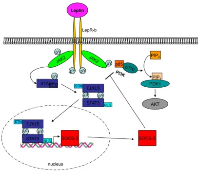Figure 1.3: Leptin signaling pathway.