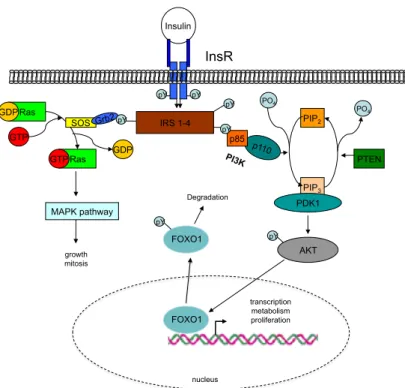 Figure 1.4: Insulin signaling pathway.