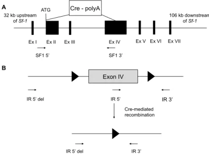 Figure 3.1: Scheme of SF-1 Cre mediated recombination of the insulin receptor allele.