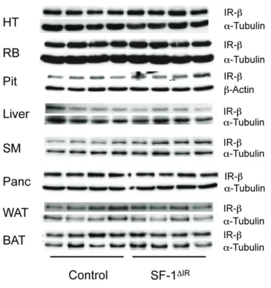 Figure 3.3: Western blot analysis of brain and peripheral tissue lysates from control and SF-1 ∆IR mice for the β-subunit of the IR and α-tubulin or β-actin as loading control.