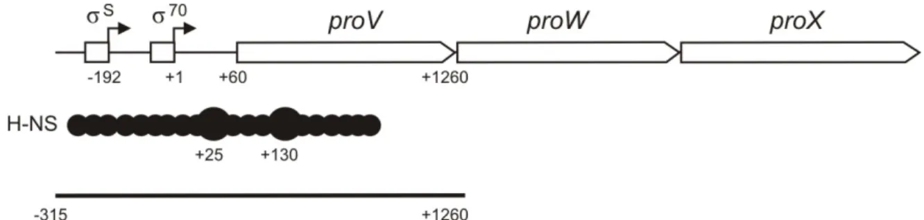Figure 2. E. coli  proU operon. Structural genes proV,  proW,  proX transcribed from σ S  and σ 70  promoters