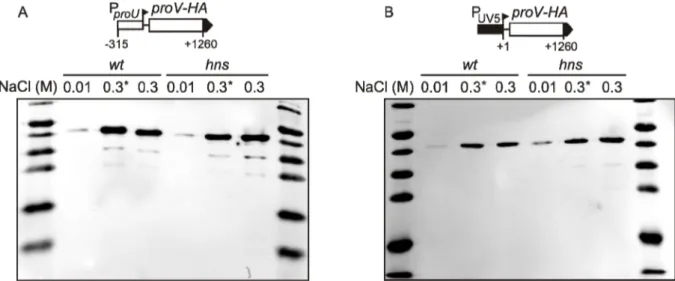 Figure 4. Western blot analysis of  osmoregulation of ProV-HA expression. The proV gene fused with HA- HA-tag sequence was expressed from the proU promoter (plasmid pKEKK11) and the lacUV5 promoter (plasmid  pKEKK12) in wt cells (S3460) and hns mutant cell