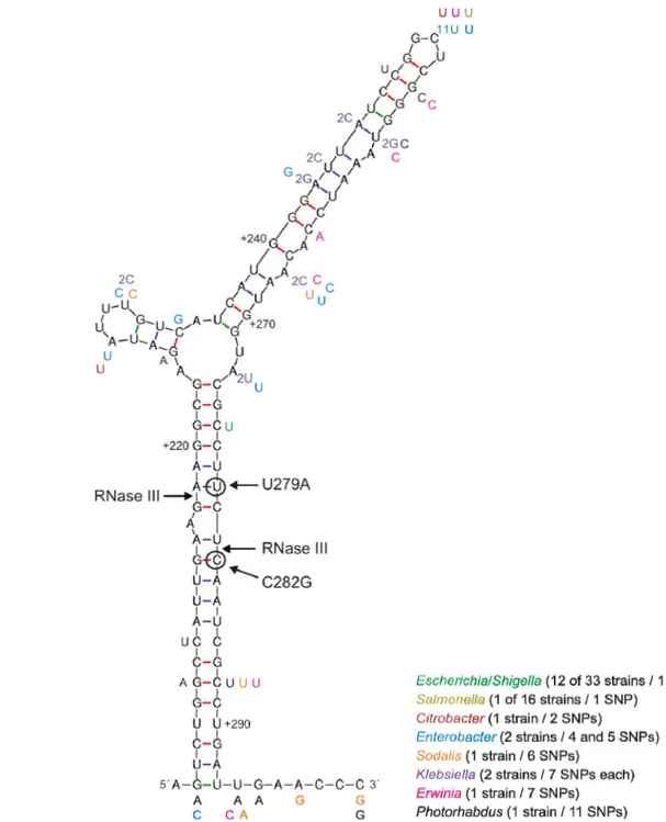 Figure 7. RNase III processes proU mRNA in a conserved region. Secondary structure of proU mRNA +202  to +300 region from E