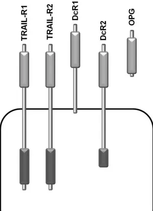 Fig. 1.2 The human TRAIL receptors:  