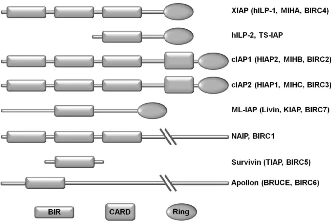 Fig. 1.3 Inhibitor of apoptosis proteins (IAPs): 
