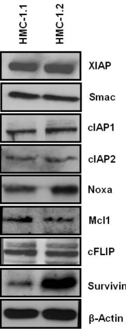 Fig. 2.6 Expression of IAPs in neoplastic human mast cells: 