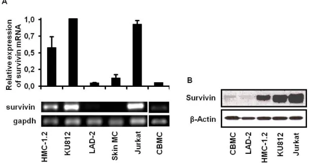 Fig.  2.7  Increased  expression  of  survivin  mRNA  (A)  and  protein  (B)  in  human  neoplastic  mast cells compared to primary mast cells: 
