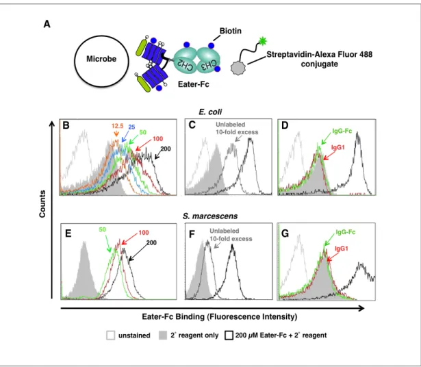 Figure  8.  Flow  cytometry  analysis  of  Eater-Fc  binding  to  the  heat-inactivated  Gram-negative  bacteria  E