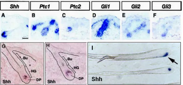 Figure 5:  Expression pattern of Shh and Hh pathway components during HF morphogenesis and hair  regeneration