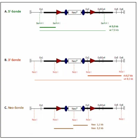 Abbildung  12:  Strategie  zur  Detektion  homolog  rekombinanter  Bdp1-ES-Zellklone  mittels  Southern Blot-Analysen 