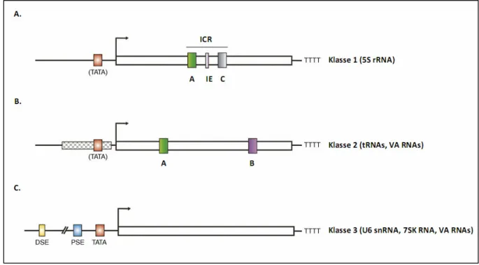 Abbildung 1: Schematische Darstellung der drei Hauptpromotorklassen der RNA Pol III 