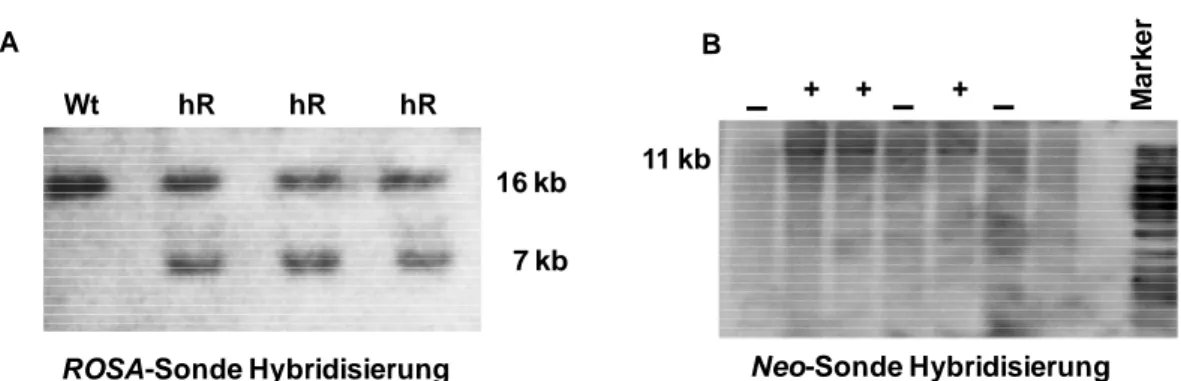Abbildung 13: Genotypisierung der ROSA-CAG-STOP-SCA431-Fc-CD28-CD3ζ #1015  tragende  ES-Zellen  mit  Hilfe  der  Southern  Analyse