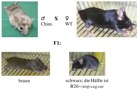 Abbildung 14: Kreuzung chimärer Mäuse zur Feststellung der Keimbahntransmission  des  Trangens  ROSA26 +/cag-stop-car   Chimäre
