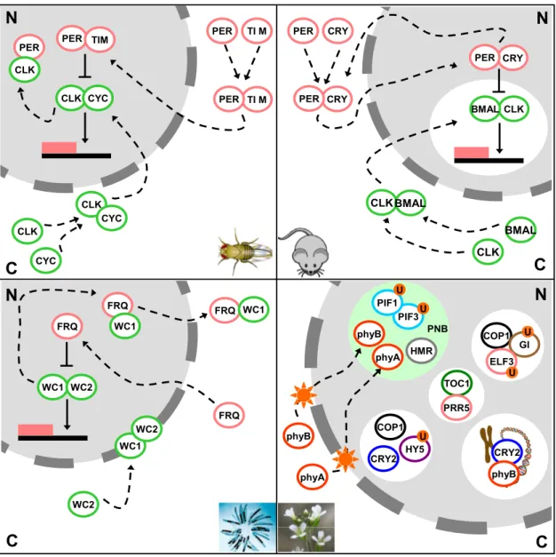 Figure 1.6.  Sub-cellular localization dynamics are at the core of circadian systems.  