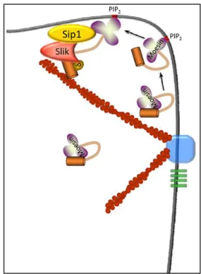 Figure 10: Possible model for Sip1 in Slik-dependent activation of Moesin. 