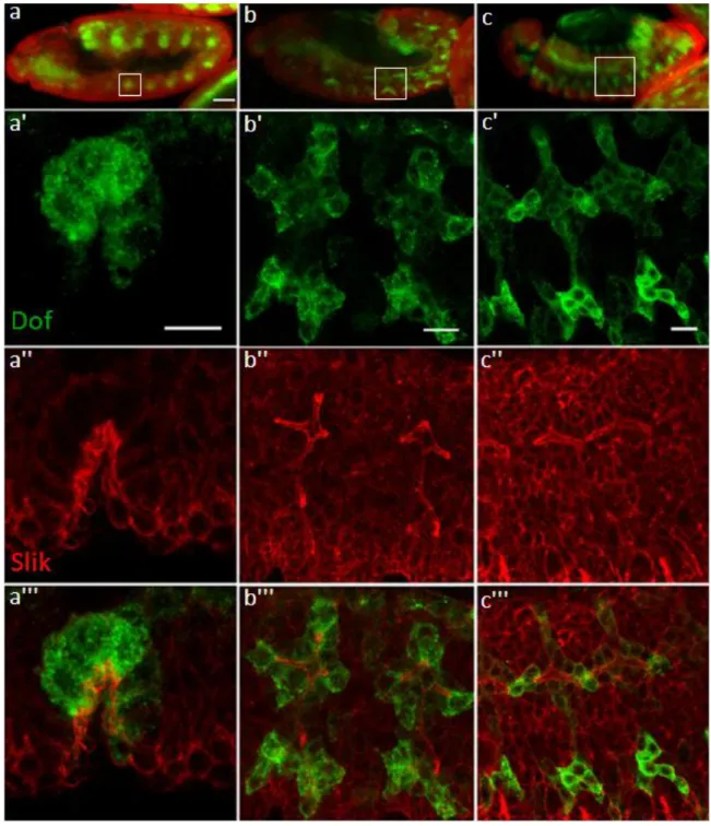 Figure 12: Slik expression during embryonic development of the tracheal system 