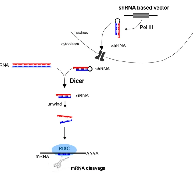 Figure 1: The small-interfering RNA (siRNA) pathway