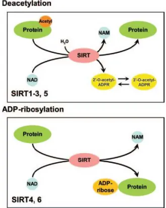 Figure 2: Deacetylation and ADP-ribosylation activity by mammalian sirtuins 