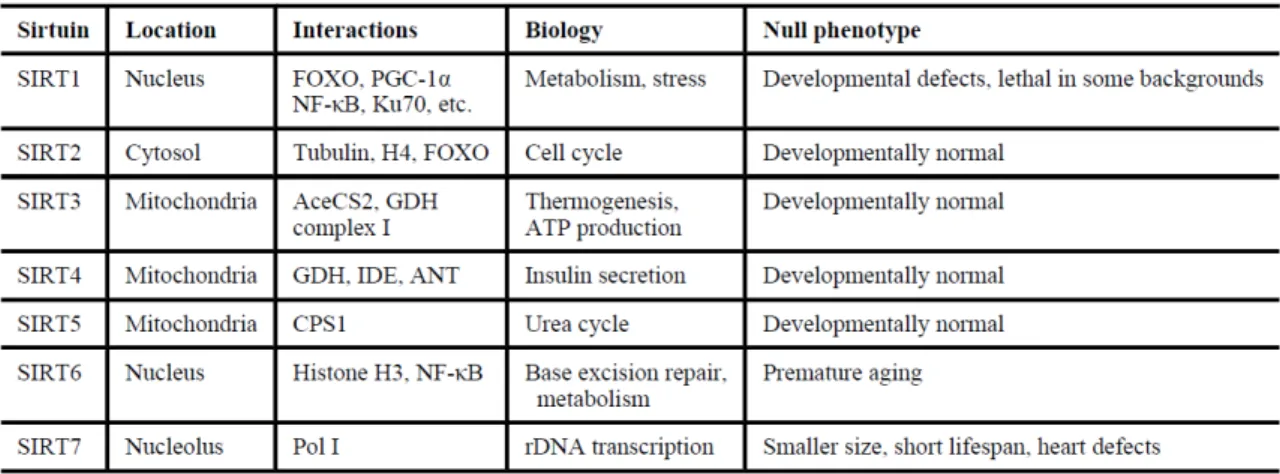 Table 1: Main characteristics of mammalian sirtuins 