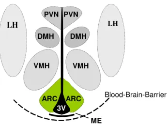 Figure 1.4: Schematic anatomical structure of the hypothalamus. 