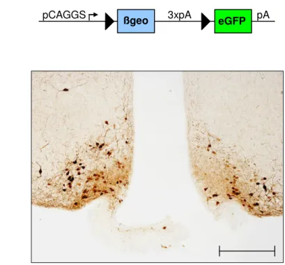 Figure 3.2: eGFP immunoreactivity pattern in the ARC of gp130 ∆POMC  mice. 