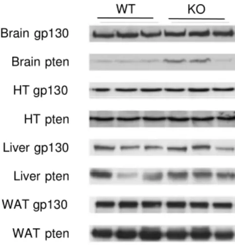 Figure 3.3: Western blot analysis of gp130 expression. 