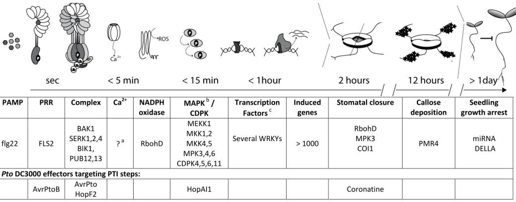 Table 1  Illustration of key steps in the flg22-FLS2 signaling pathway 