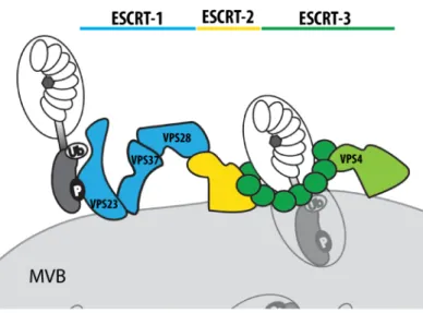 Figure 2  The ESCRT machinery consists of three major sub-complexes. ESCRT complex 1 (blue), 2 (yellow) and 3 (green)  constitute  together the ESCRT machinery, which is essential for MVB biogenesis