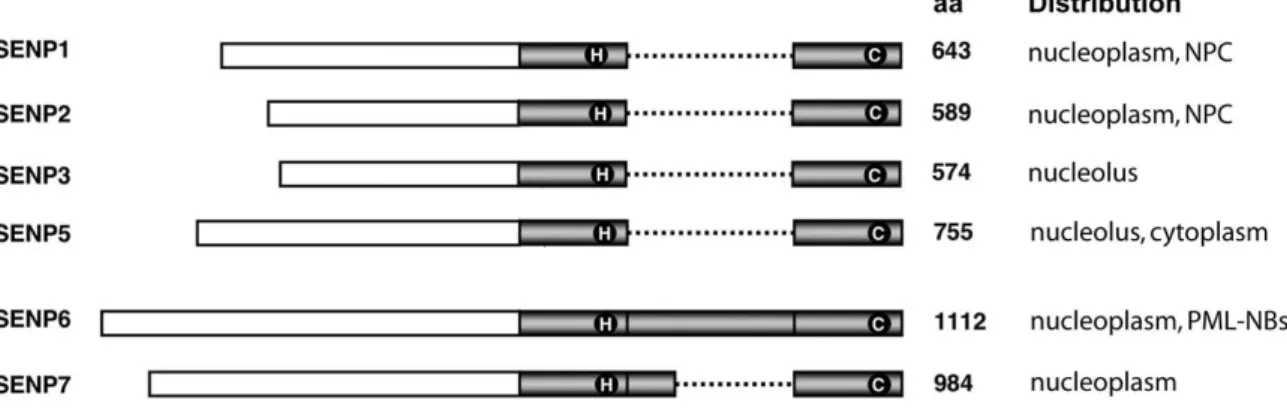 Figure 1.8: Schematic representation of human SUMO proteases and their cellular distribution 