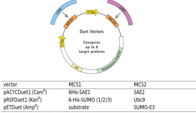 Figure 2.1: Trimeric vector system used to generate His 6 -SUMOylated proteins in E. coli 