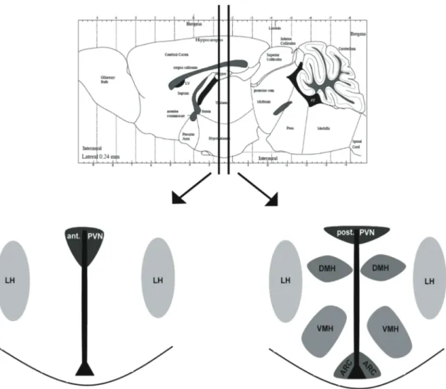 Figure 2: Distinct nuclei within the hypothalamus in the regulation of energy homeostasis 