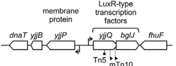 Fig 4. Organization of the yjjP-yjjQ-bglJ locus. The operon mapping at 99 min of the E