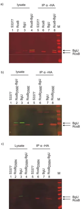 Fig 8. Interaction of RcsB, RcsB D56E ,  and RcsB D56N  with BglJ analyzed by  co-immunoprecipitation