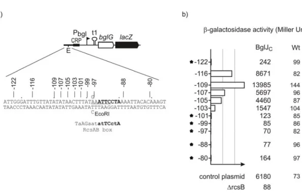 Fig 11. Mapping of a putative RcsB/BglJ binding site by linker insertion mutants in the bgl  regulatory region