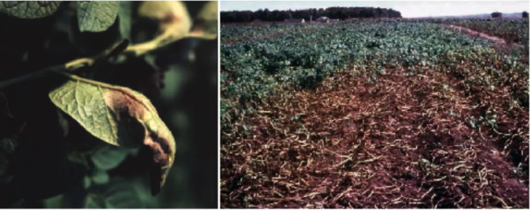 Fig. 1.1.7: Pictures of  a leaf, showing symptoms of  a late  blight infection  (left) and of  a field under disease (right) (Source: SCRI).