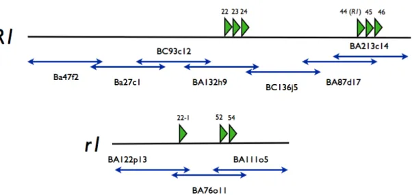 Fig. 3.1.2: Schematic view of  the BAC-composition  of  the  contigs R1 and  r1. The  blue  arrows show the approximate position of  the BAC and the green triangles indicate the  po-sition of  the open reading frames which form the R1 family.