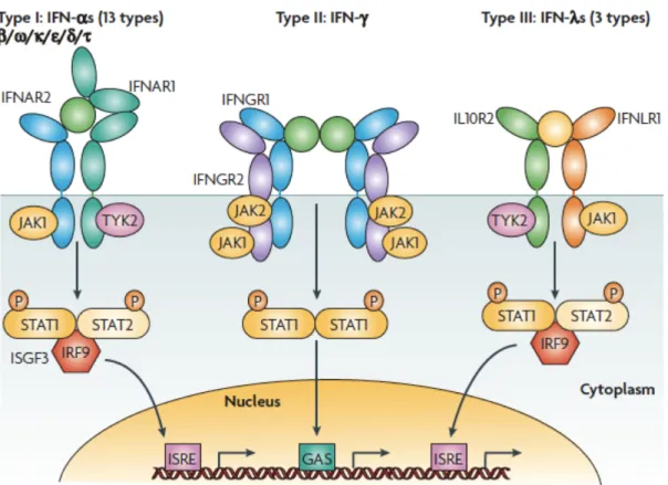 Figure 1 Receptor activation or ligand–receptor complex assembled by type I, type II or type III  interferons