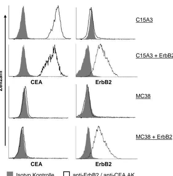 Abbildung 17: Zellklone der Linien MC38 und C15A3 mit stabiler ErbB2-Expression  Zur  Expression  des  humanen  Tumorantigens  ErbB2  wurden  Zellen  der  Linien  MC38  und  C15A3 stabil mit den Expressionsvektoren #1066 pCMV5-ErbB2 und #145 pHyg transfizi