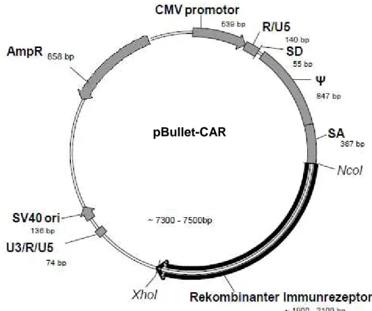 Abbildung 4: Rekombinante Immunrezeptoren im Vektor pBullet 