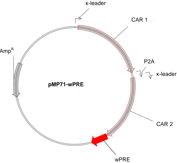 Abbildung 6: Retrovirale pMP71 Vektoren 
