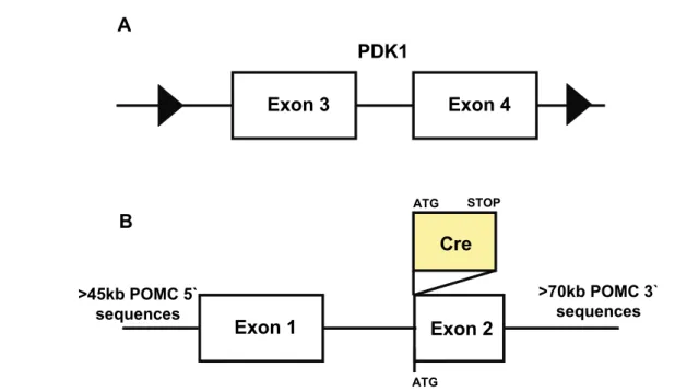 Figure 5: Targeted genomic loci in PDK1 flΔneo/flΔneo  and POMC-Cre mice.  