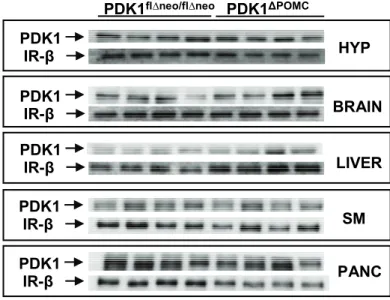 Figure 7: Unchanged PDK1 protein content in peripheral tissues and total brain.  