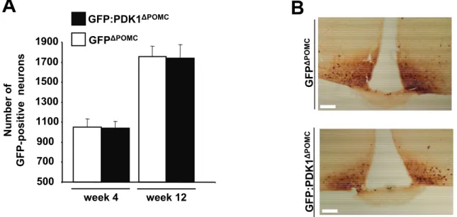 Figure 9: PDK1 deletion does not affect generation and survival of POMC neurons.  