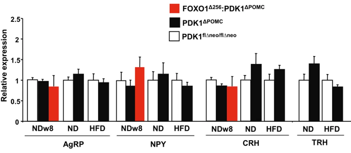 Figure 18: Unchanged orexigenic and PVN neuropeptide expression in PDK1 ΔPOMC  mice.  