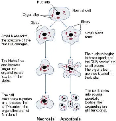 Figure 1: Structural changes of cells undergoing necrosis or apoptosis (taken from Goodlett et al.,  2001) 