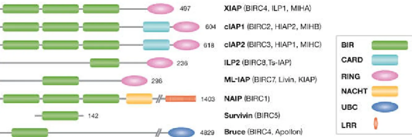 Figure 3: Mammalian IAPs/BIRPs. Alternative designations are shown in parentheses. The X-linked  IAP (XIAP) is the best-characterized member of this family
