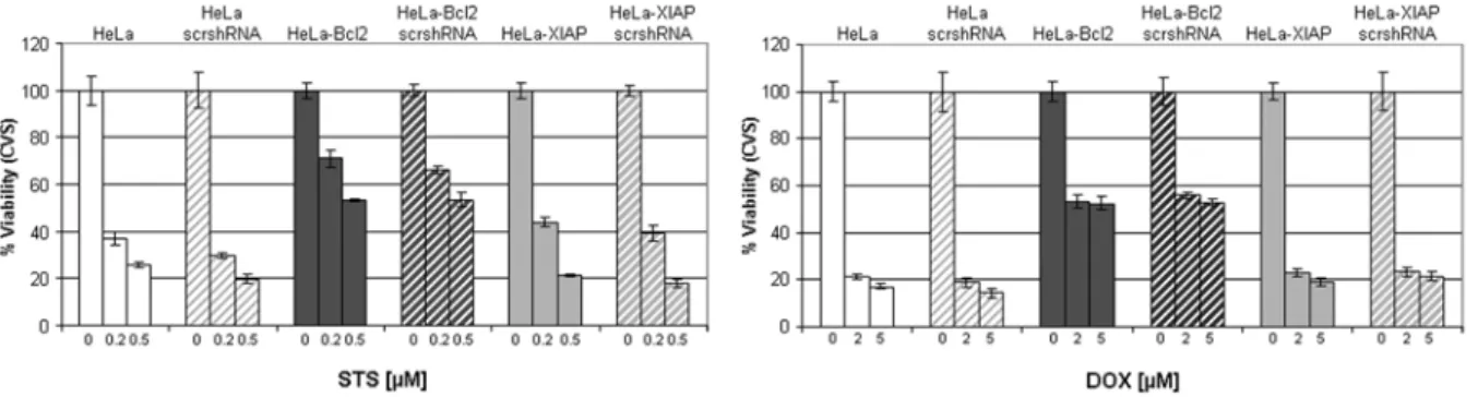 Fig. 11: Expression of scrshRNA does not influence cytotoxic activity of cytostatic agents