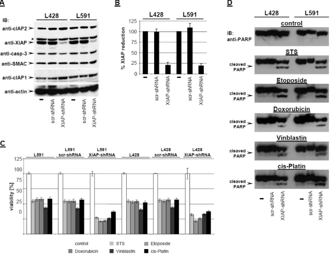 Figure 15: Knock-down of XIAP by RNAi sensitizes HL B-cell lines for cytostatic agents