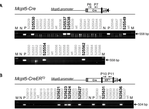Fig.  2.7  Genotyping  PCR  for  Mcpt5-Cre  and  Mcpt5-CreER T2   of  animals  generated  by  pronucleus  injection  of  the  respective  constructs